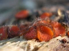 Még mindig a sörtéscsészegombák