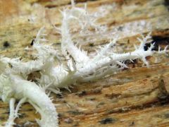 Petrezselyemgomba lesz belőle...