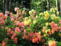 Virágözön több hektáron...