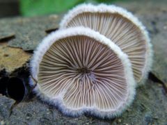 Hasadtlemezű gomba - korai még!