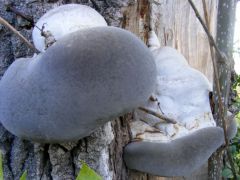 Hamvas színekben...