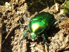 Rózsabogár - micsoda szörnyeteg!