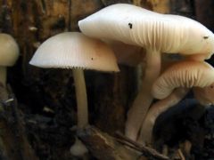 Ráncos csengettyűgomba