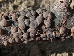 Még mindig ugyanaz, tovább fordítva