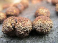 Vöröses ripacsgomba, egészen közelről