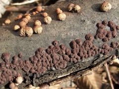 Újabb társbérlő a színen...