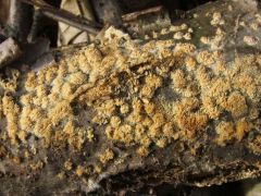 Ez valami egészen más lehet...