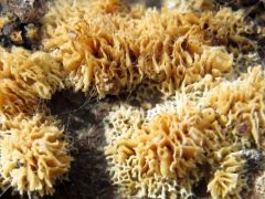 Közelebbről - ilyet még nem láttam...