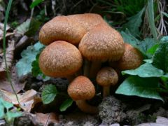 Könnyező szálkásgomba