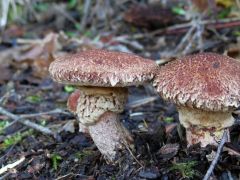 Csövestönkű tinórú