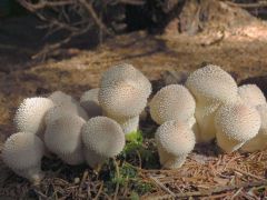 Szeretjük fotózni...