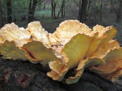 Sárga gévagomba - két kiállítás dísze lett