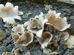 Karéjos particsészegomba