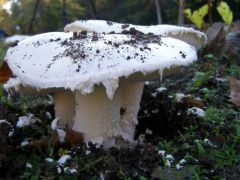 Nagy galóca? - Cafrangos galóca?