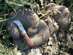 Késes kései laskagombák! Frissek, fiatalok!