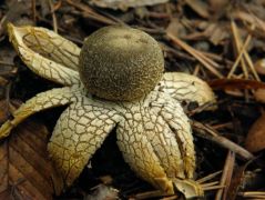 Repedéses csillaggomba, Astraeus hygrometricus