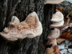 Rőt likacsosgomba, Abortiporus biennis