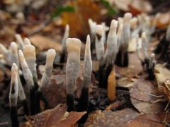 Szarvasagancsgomba - most spóráznak