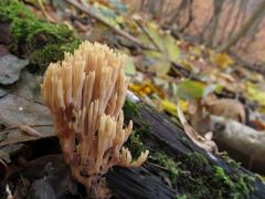 Merev korallgomba, Ramaria stricta
