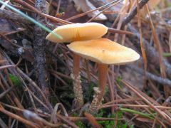 Sárga őzlábgomba, Cystoderma amianthinum