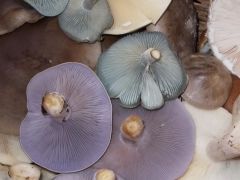 Lila pereszke, zöld ánizsgomba a kosárban