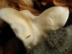 Gombalepke (kajsza lisztgomba)