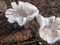 Fenyő-pereszke, Ticholoma tereum