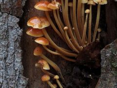 Téli fülőke legyező