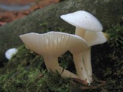 Elefántcsont csigagomba, Hygrophorus eburneus