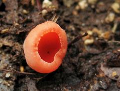 Piros csészegomba - ősszel ritkább