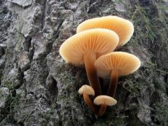 Téli fülőke - mindenfelé ez az új sláger