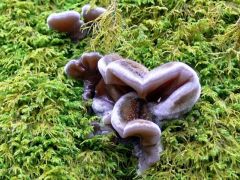 Szalagos fülgomba kezdemény