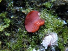 Cinóbervörös csészegomba, Melastiza chateri