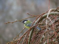 Ismét elolvadt a hó - ez egy ilyen december