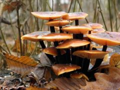 Téli fülőke, Flammulina velutipes