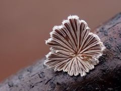 Hasadtlemezű gomba mindenfelé