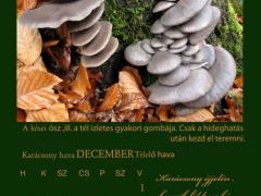 2013. December