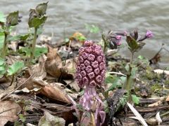 Nyílik az acsalapu virága - víz van hozzá elég