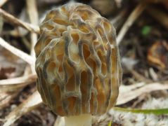 Hegyes kucsmagomba, amikor gömbölyű...