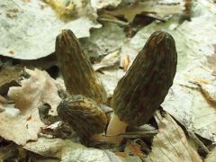 Hegyes kucsmagomba, érdekes felállásban