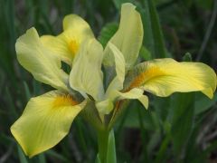 Homoki nőszirom (védett)