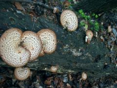 Pisztricgomba, Polyporus squamosus