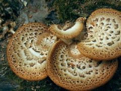 Pisztricgomba - egyre gyakrabban