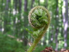 Zöldülő erdő, növekvő páfrány