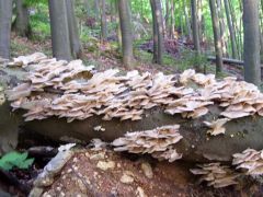 Korai nyári laskagomba lelet