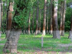 Vízvonal, az ár levonulása után