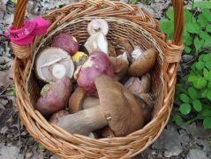 Az idei első kosár