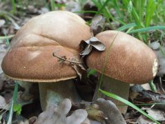 Nyári vargánya duó