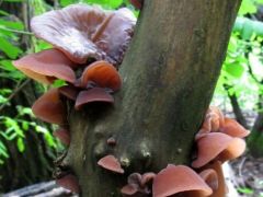 Júdásfülgomba kompozíció