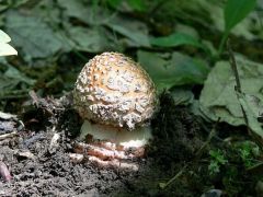 Piruló galóca - cak a csigák ki ne szagolják!